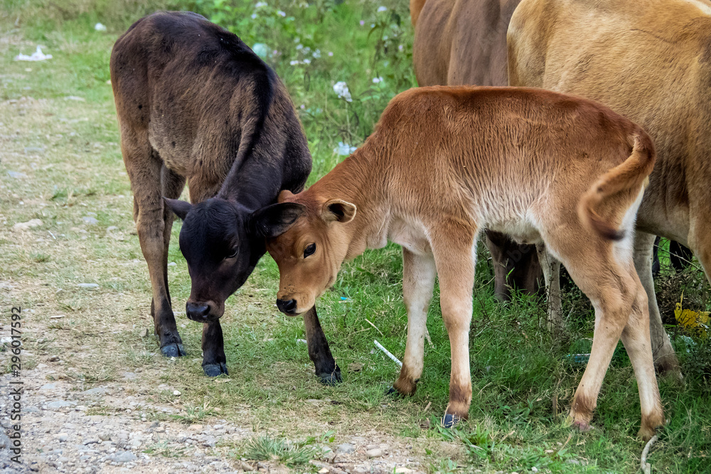 cows in a field near Vang Vieng, Vientiane Province, Laos. cows in a field near Vang Vieng, Vientiane Province, Laos.