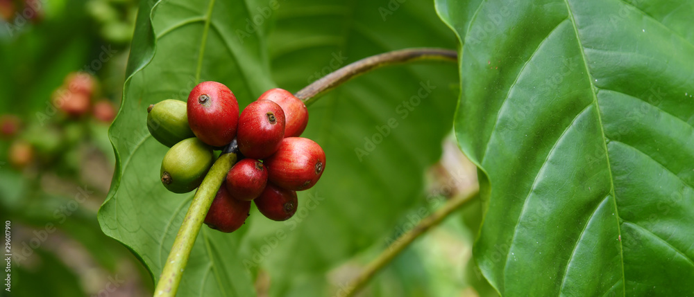 Coffee beans ripening on a tree Coffee beans ripening on a tree