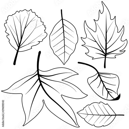 Collection of different tree leaves. Vector black and white coloring page