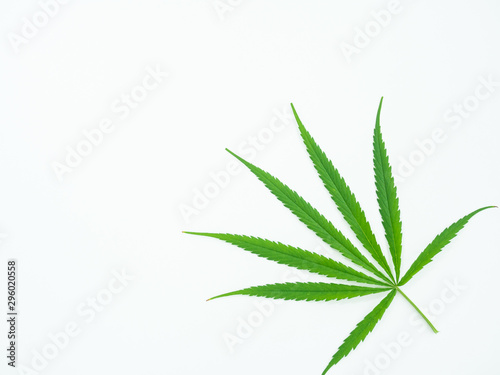 Medical marijuana isolate on white background.Green leaves of cannabis.Green leaf tree.Natural plant pharmaceutical production for alternative medicine concept.