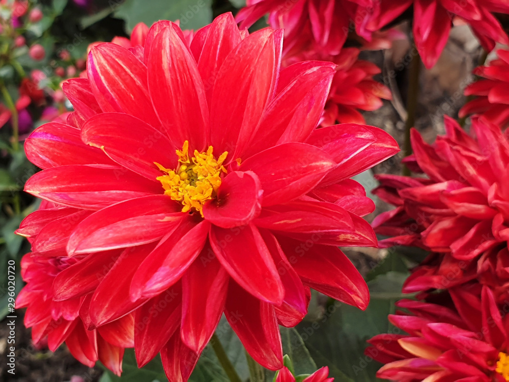Red flowers of Dahlia in the flower bed near the tree. Red flowers of Dahlia in the flower bed near the tree.
