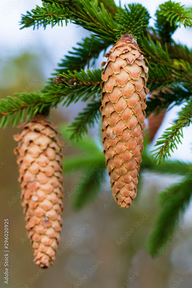 Natural cones of fir tree.