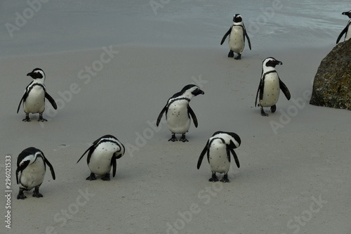 penguins on their beach near cape town