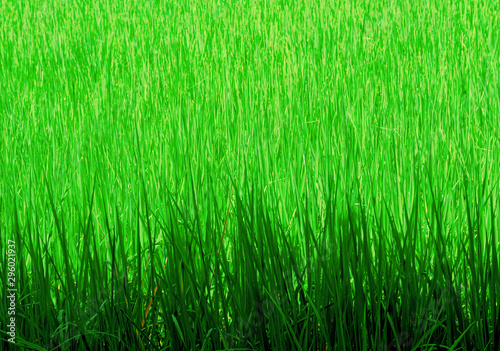Green rice in field on a sunny day.