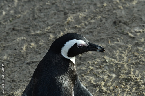 penguins on their beach near cape town