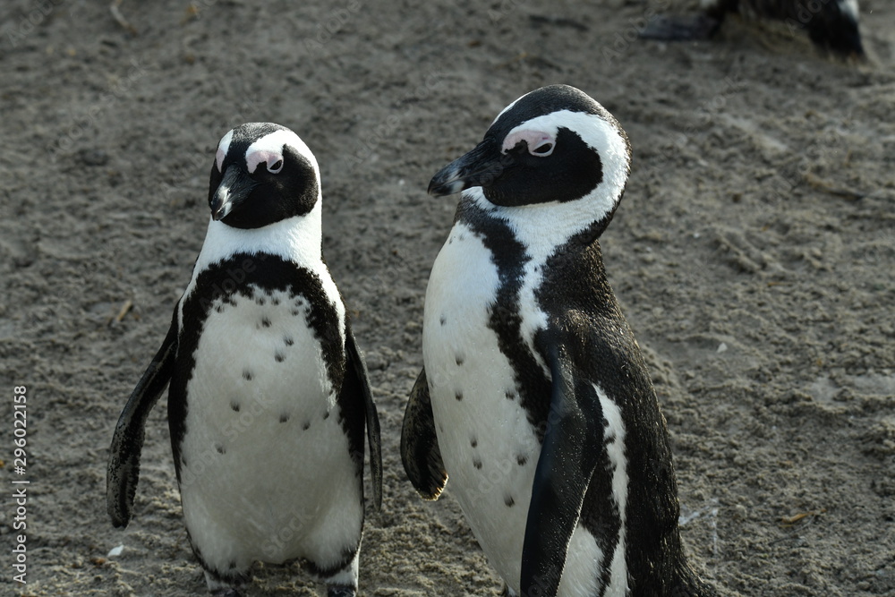 Obraz premium penguins on their beach near cape town