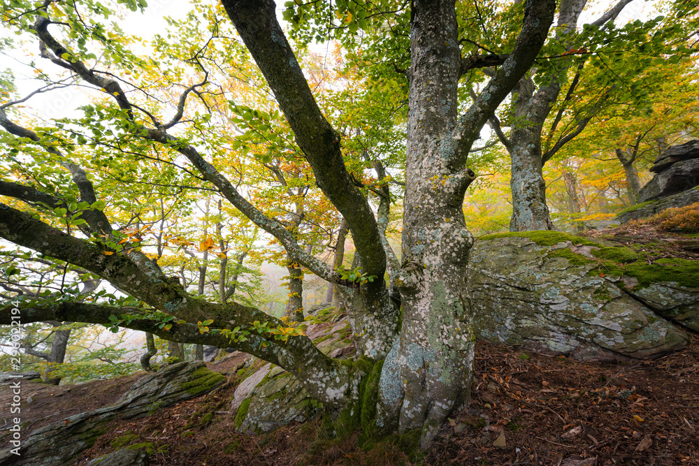 Buche im Herbstwald der Wachau