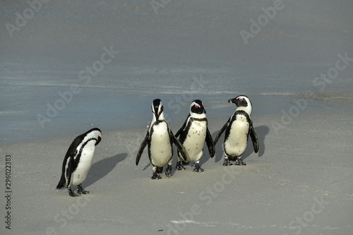 penguins on their beach near cape town