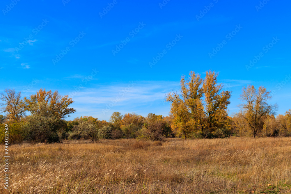 Autumn landscape with dry meadow and colorful fall trees