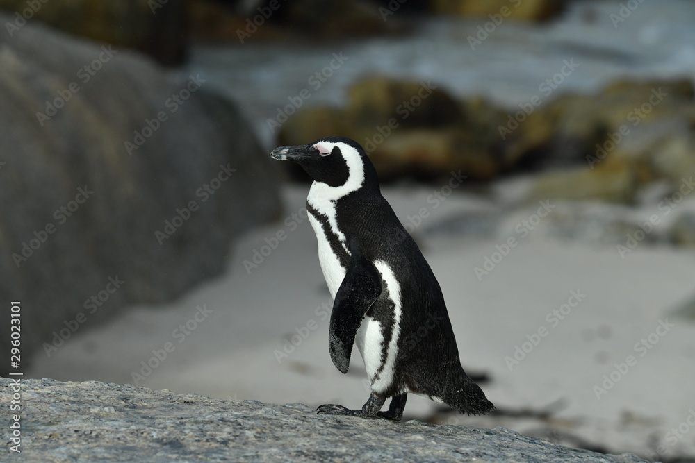 Obraz premium penguins on their beach near cape town