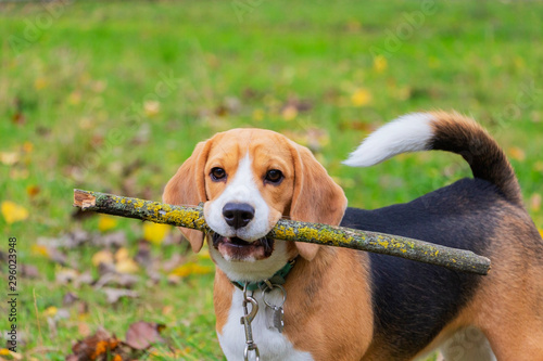 Canvas Print Dog breed Beagle in the woods playing with a stick in his teeth.
