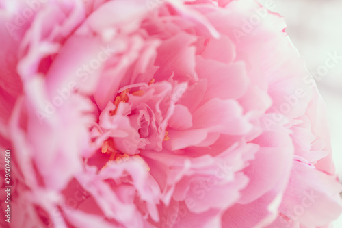 Macro photography of pink peony. The concept of Nature beauty and blossom.