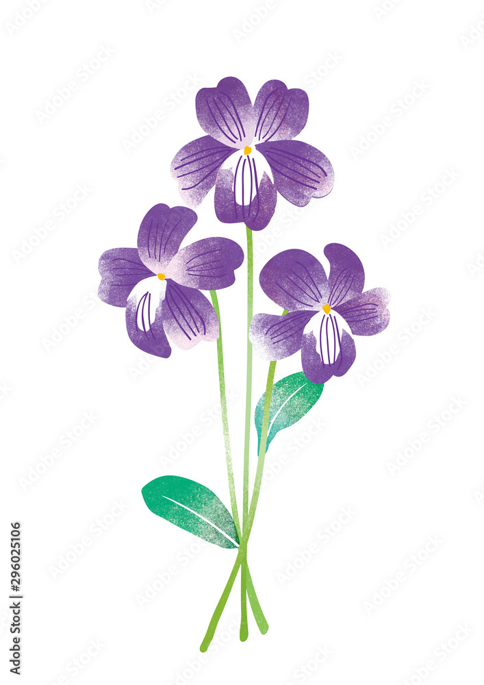 スミレの花束 水彩イラスト Stock イラスト Adobe Stock