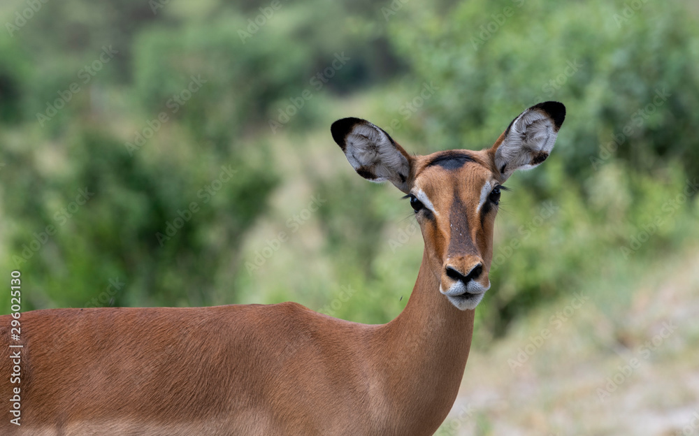 Antelope impala