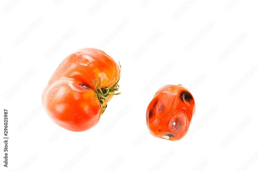Little and Big Rotten, Spoiled Tomatoes with Mold Spots on Skin, Sepals or Calyx, and Uneven Ripening Isolated on White Background. Little and Big Rotten, Spoiled Tomatoes with Mold Spots on Skin, Sepals or Calyx, and Uneven Ripening Isolated on White Background.