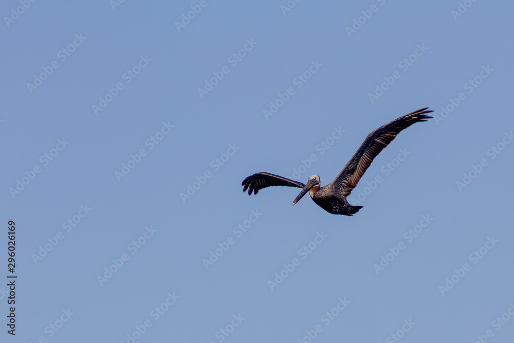 Flying Brown Pelican, Pelecanus occidentalis, in Jamaica Flying Brown Pelican, Pelecanus occidentalis, in Jamaica