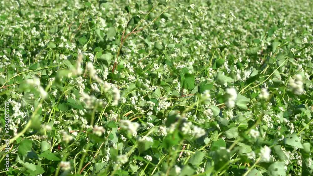 White flowers in autumn buckwheat field White flowers in autumn buckwheat field