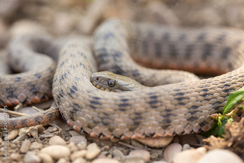 Eye of Snake Eye of Snake