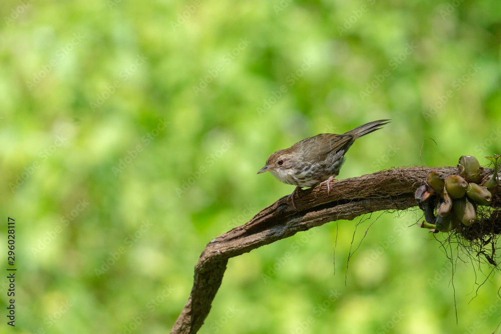 Fototapeta premium Puff-throated Babbler seen at Ganeshgudi,Dandeli,Karnataka,India