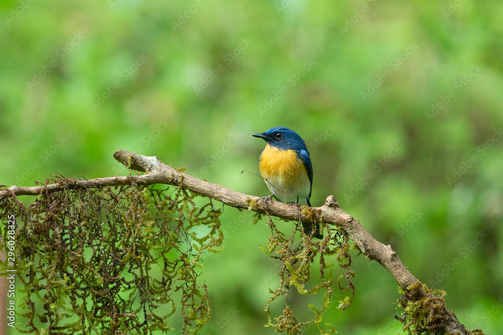 Tickels Blue Flycatcher seen at Ganeshgudi,Dandeli,Karnataka,India Tickels Blue Flycatcher seen at Ganeshgudi,Dandeli,Karnataka,India