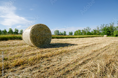 Rotoballa di fieno photo