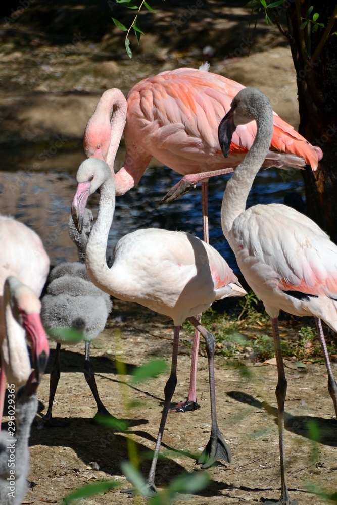 Pink flamingos and young flamingos Pink flamingos and young flamingos