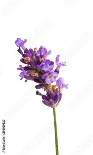 lavender isolated