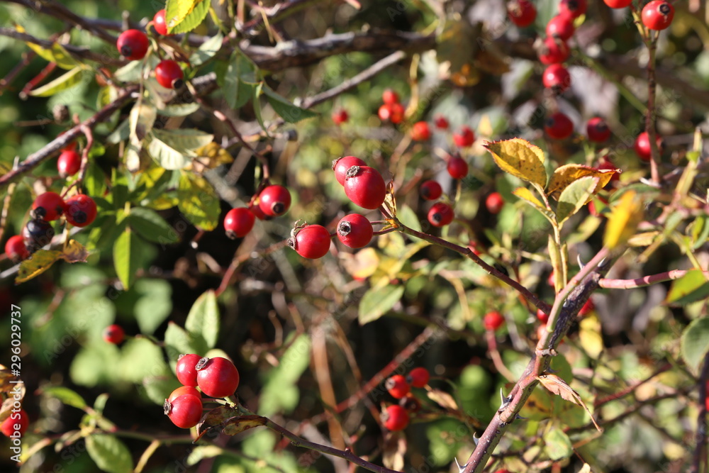 Briar, wild rose hip shrub in nature