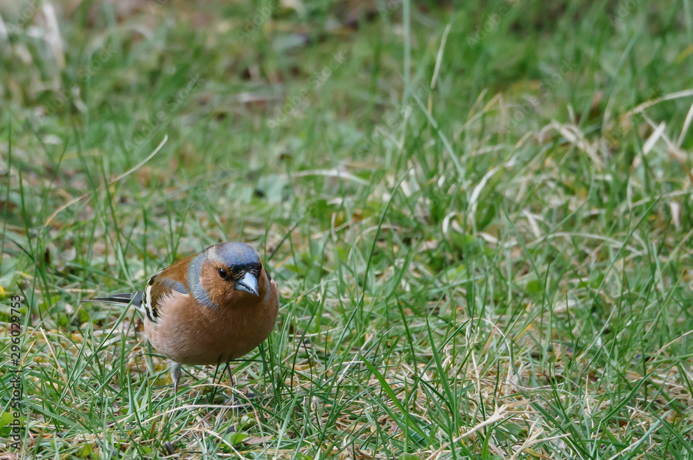 Fototapeta premium Bird looking for food