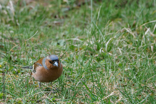 Bird looking for food