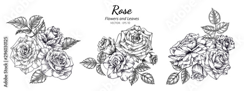 Set of rose flower and leaf drawing illustration on white backgrounds.