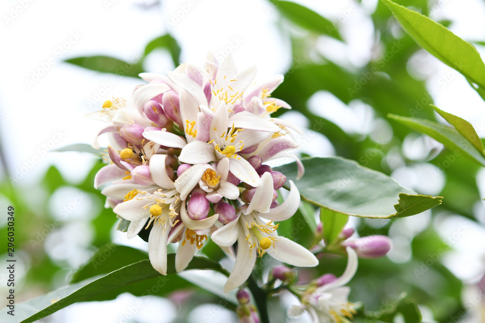 Fototapeta premium レモンの花