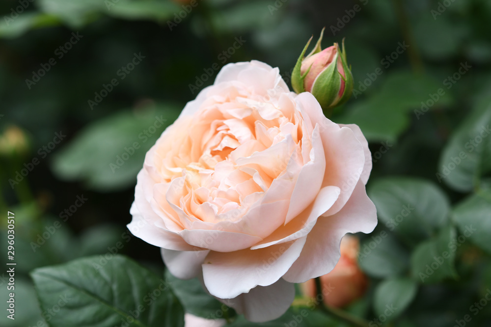 ピンク色のバラの花 ピンク色のバラの花