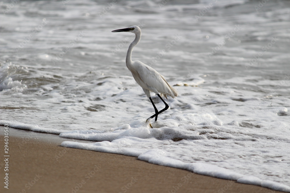 single white crane bird standing or searching or fishing on the beach in the morning at Chennai besant nagar Elliot's beach single white crane bird standing or searching or fishing on the beach in the morning at Chennai besant nagar Elliot's beach