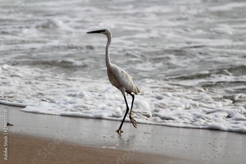 single white crane bird standing or searching or fishing on the beach in the morning at Chennai besant nagar Elliot's beach © balamurugan