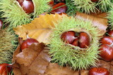 Edible chestnut fruits on the ground in the autumn forest. Chataigne.