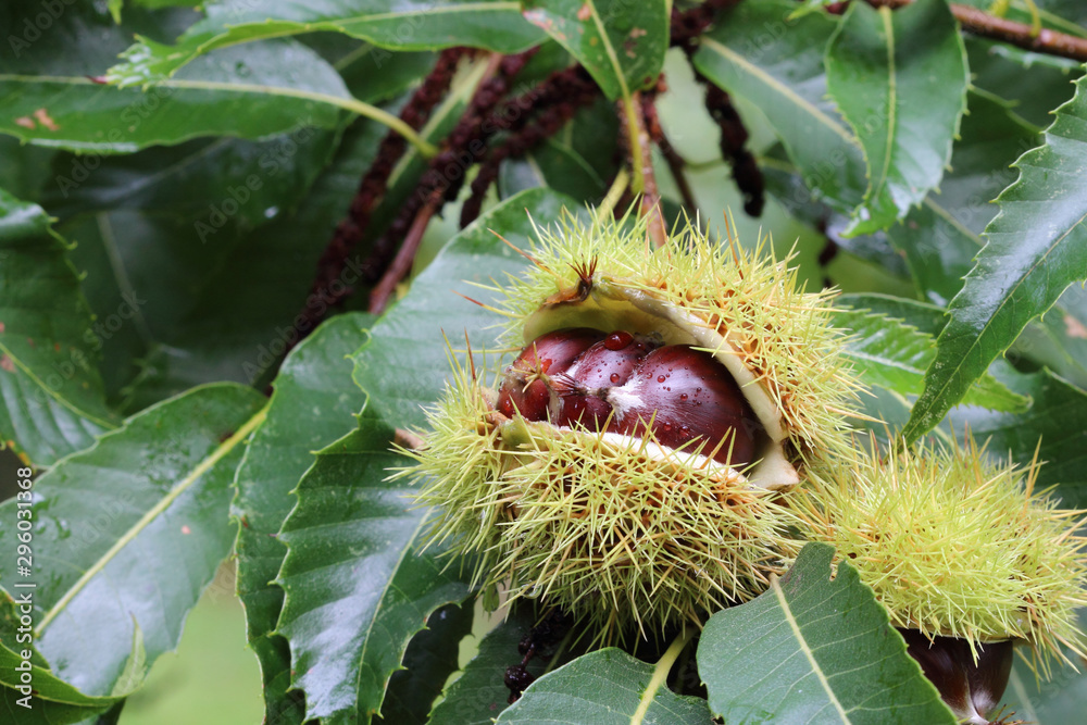 Sweet chestnut fruits on the chestnut tree brunch close up. Sweet chestnut fruits on the chestnut tree brunch close up.