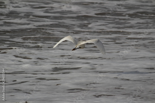 single white crane bird standing or searching or fishing on the beach in the morning at Chennai besant nagar Elliot's beach photo