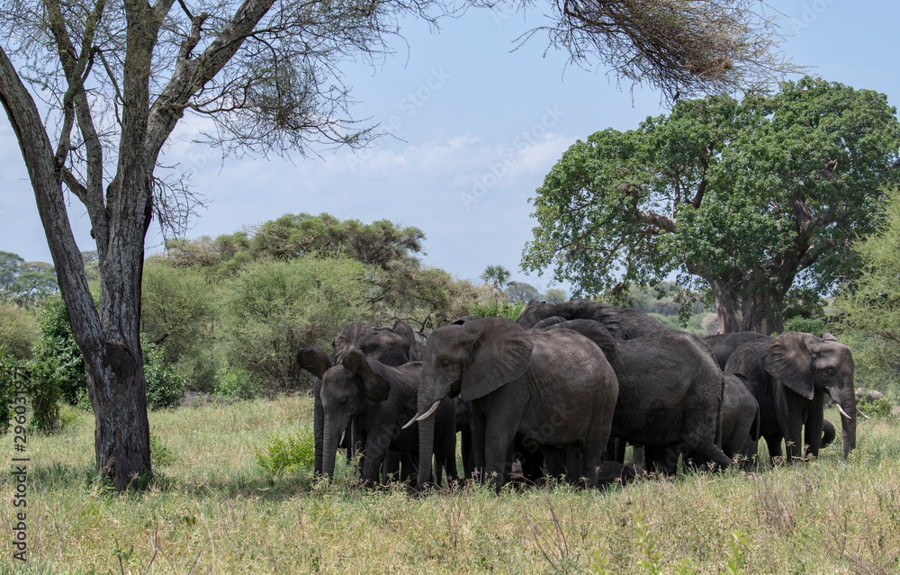 Naklejka premium Elephants under the tree