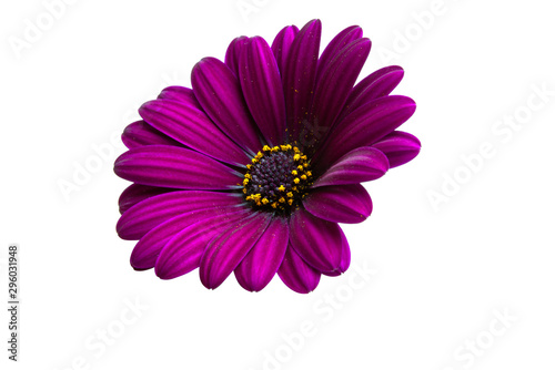 Osteosperumum Flower Daisy Isolated