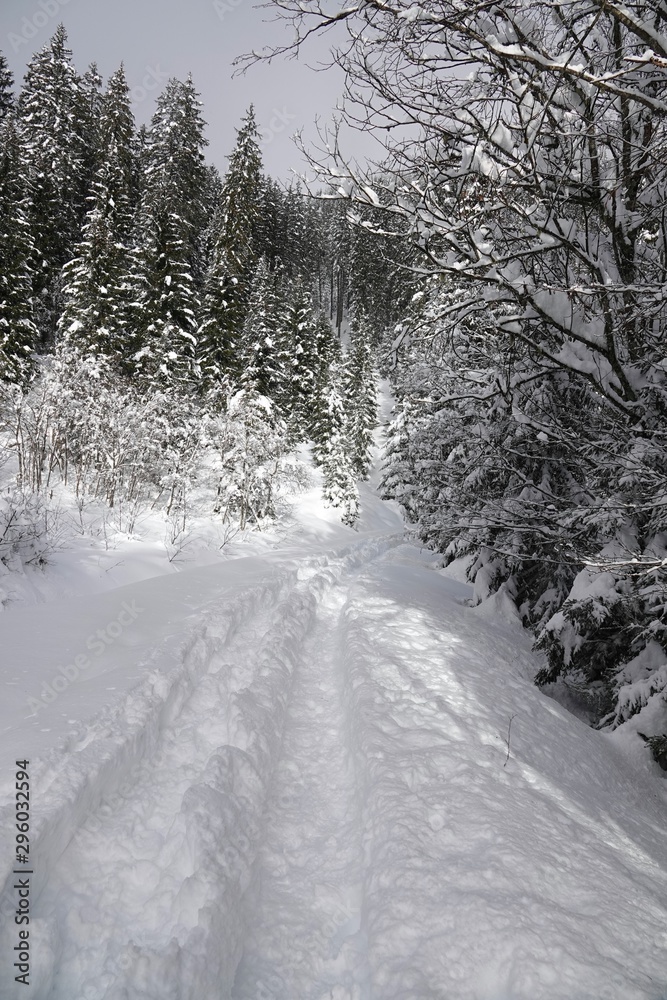 Fototapeta premium snow walking through the forest in deep snow