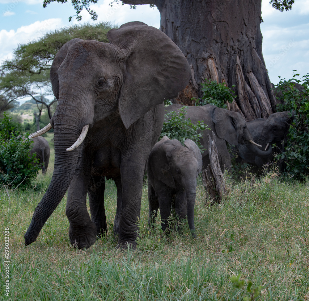 Fototapeta premium Elephants with baby