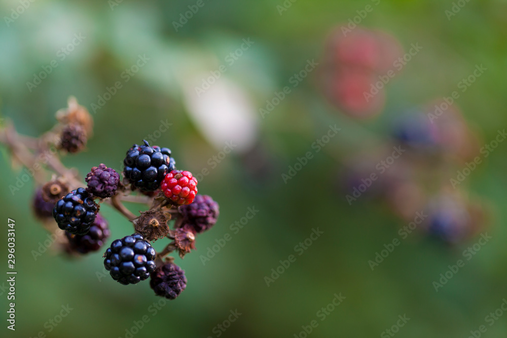 Moras silvestres Moras silvestres