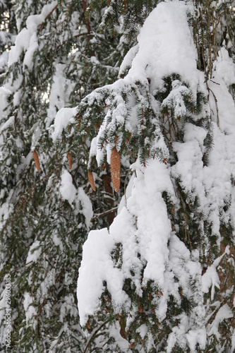 beautiful spruce cones on snow covered trees