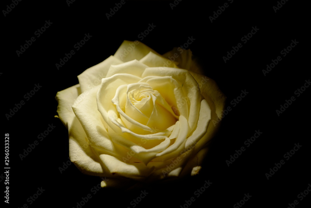 a beautiful yellow rose with black background a beautiful yellow rose with black background