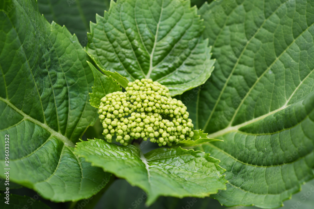 紫陽花のつぼみ 紫陽花のつぼみ