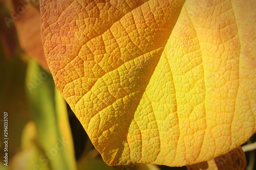 Autumn leaf  orange  yellow colors leaf  heart-shaped leaf