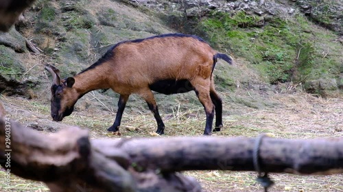 Many goats are playing with fun on the lawn, animal concept