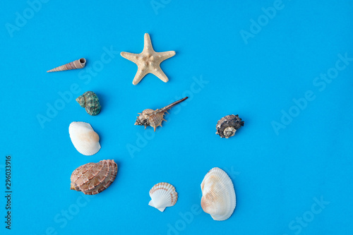 Various seashells on blue background, top view