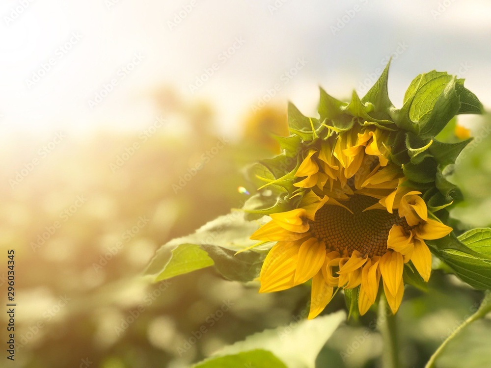 Naklejka premium Sunflower